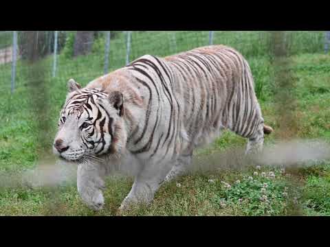 Meet Roman Tiger!