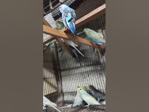 baazigar bird #birds #cage_birds #shorts - YouTube