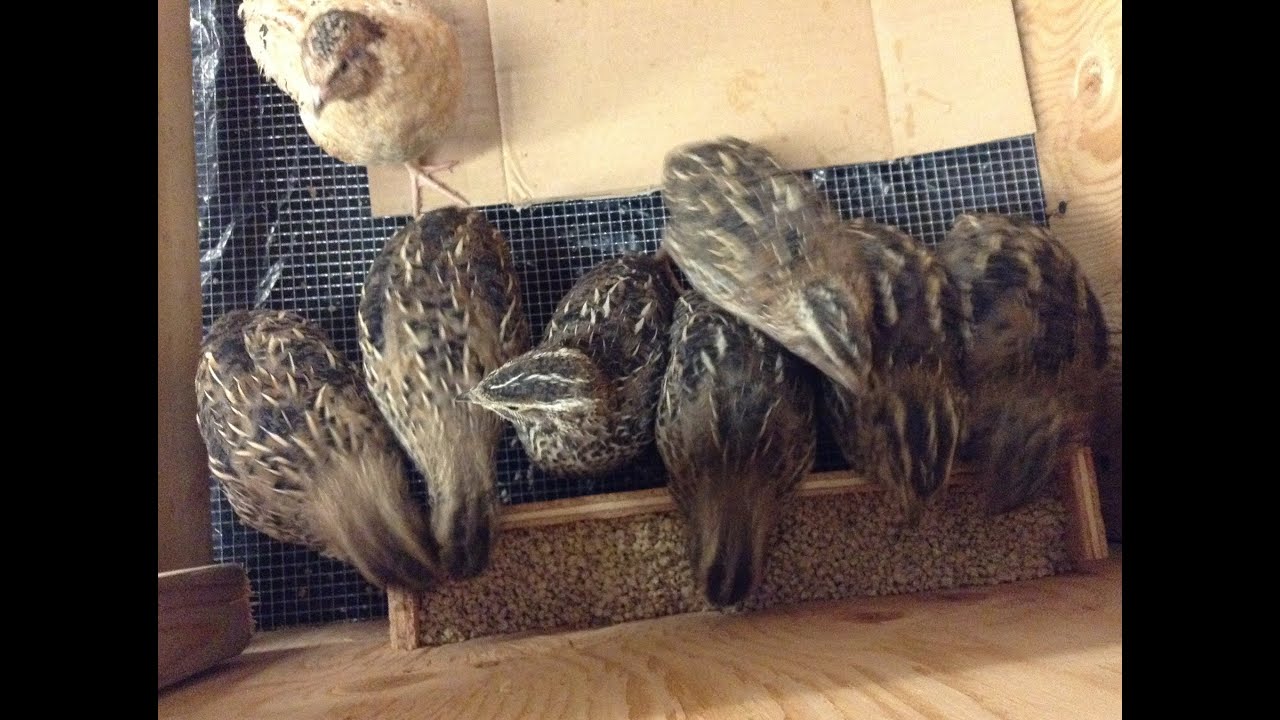 Japanese Coturnix Quail Pets & Trapping Update - YouTube