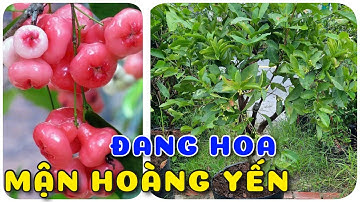 Cây Mận hoàng Yến cây choai đang hoa | 0386569374 - Ngọc Ngân Bến Tre | Chuyên cây độc lạ