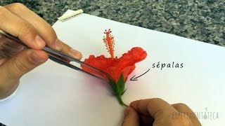 Experimentoteca - Dissecação de flor de hibisco