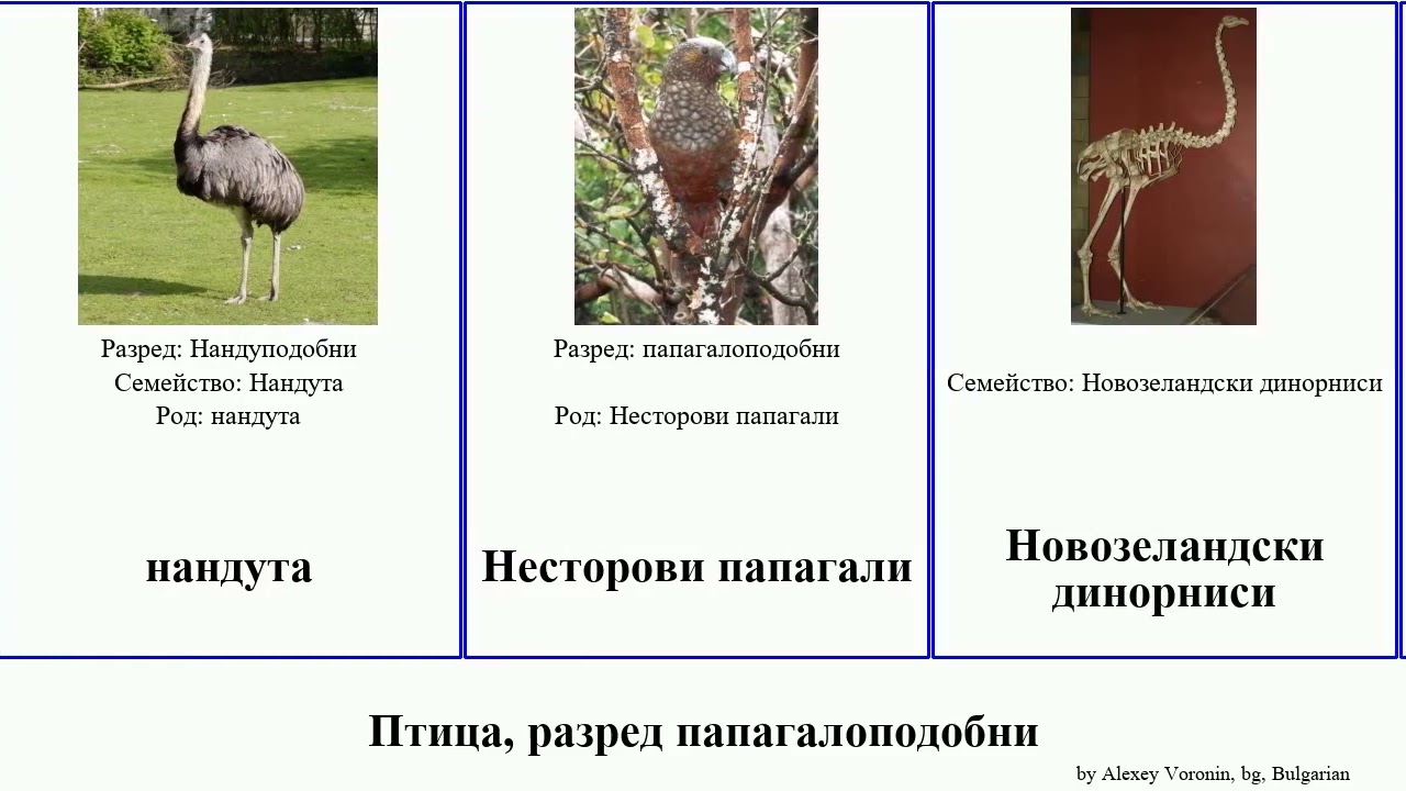 Птица, разред папагалоподобни гмуркач bird щраус казуар моа паламедея совов ему козодой гъска Mini