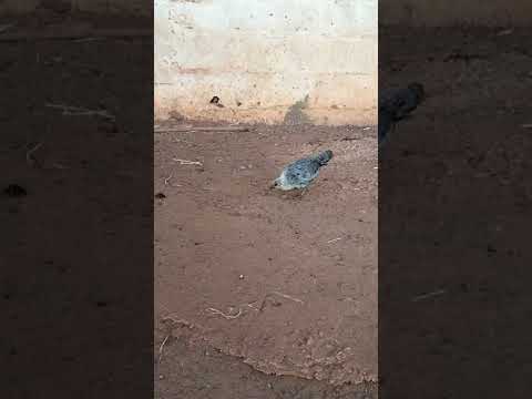 دجاج الفيومي احسن سلالة في العالم