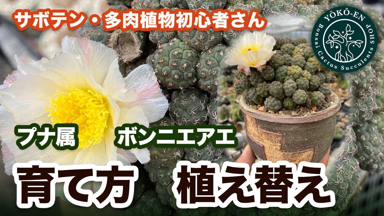 サボテン 】プナ・ボンニアエの育て方・植え替え方法 - YouTube