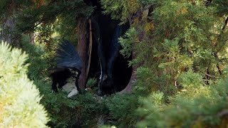 Big Sur Condor from Nest to Fledge