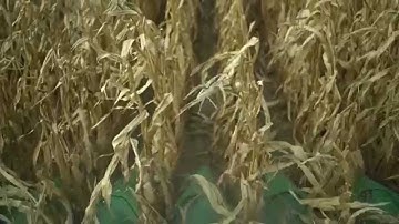 Scale-Tec Grain Cart