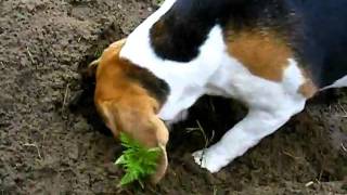 DSCF6592.AVI