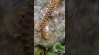 Encontré la Escolopendra más Grande que he Visto!