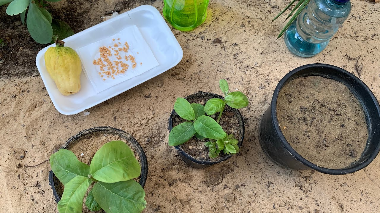 زراعة الجوافة من البذور