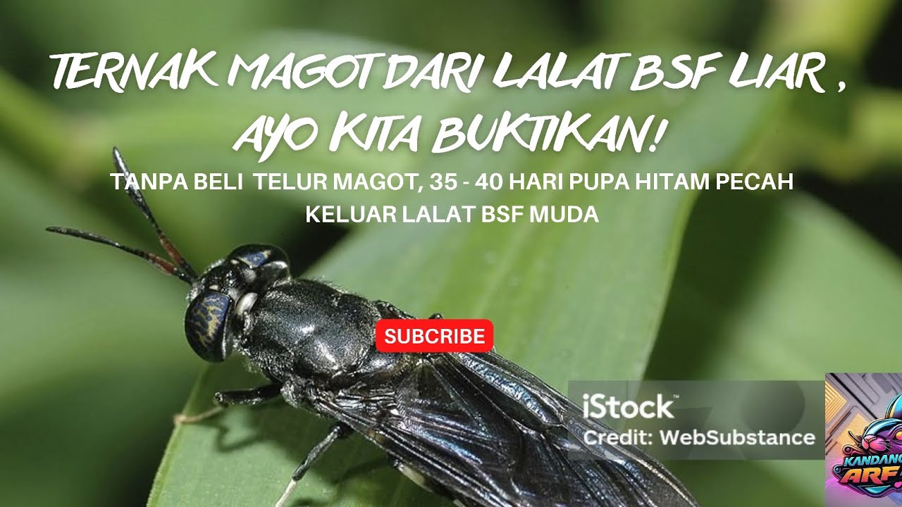 Ternak Magot dari Lalat BSF liar, apa bisa? Kita buktikan! 