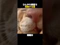 ひんやり部屋で爆睡する猫