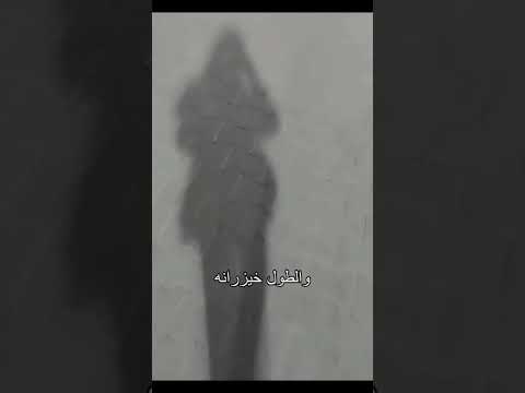 والطول خيزرانه 160
