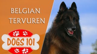 Dogs 101 - BELGIAN TERVUREN - Top Dog Facts About the BELGIAN TERVUREN Dogs 101 - BELGIAN TERVUREN - Top Dog Facts About the BELGIAN TERVUREN