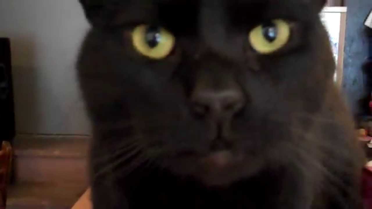 BBAM! Gallery Cat - Monsieur Magique speaks!