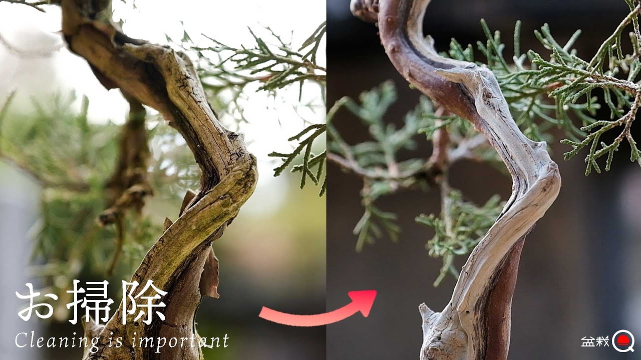 【真柏】作業前の準備！幹を磨いて細かな剪定を細かく教えてもらいました。【盆栽Q】