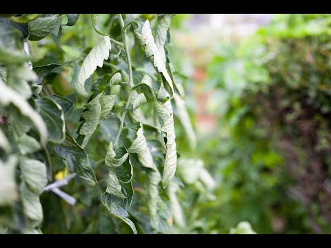 Vidéo: Flétrissure de la tomate : raisons du flétrissement des feuilles des plants de tomates