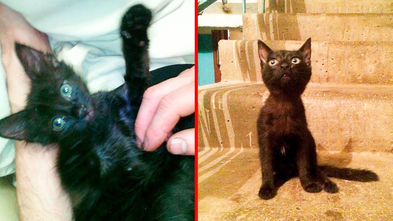 СВАДЕБНЫЙ ПОДАРОК ПЛАКАЛ В ПОДЪЕЗДЕ! РЕБЕНОК ЗАМЕТИЛ ЕГО И НЕ ПРОШЕЛ МИМО!