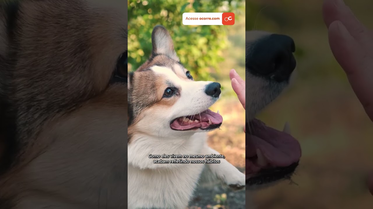 Estudo mostra que CÃES e HUMANOS envelhecem de forma semelhante