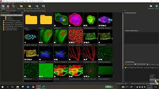 【2022 Imaris訓練課程】02 Imaris data Import and 3D viewer