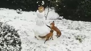 Лисы играют возле снеговика. Foxes are playing near the snowman.