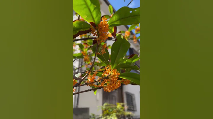 The Fragrance of Osmanthus flowers - DayDayNews