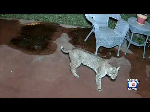 WILD FLORIDA: Bobcat spotted in backyard of Broward home