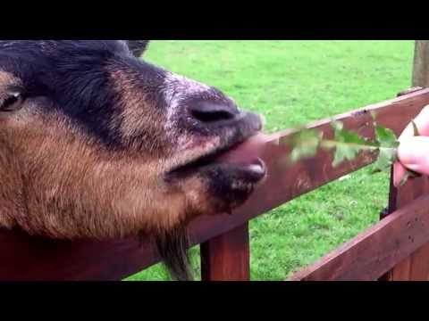 funny-goat-licking-dandelion-leaf