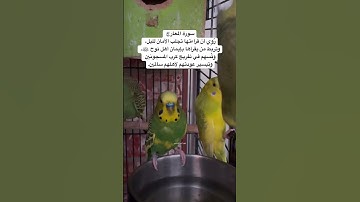 #سورة_المعارج #قرآن #المصحف #العراق #مصر #السعودية #اكسبلور #طيور #البادجي #quran #birds #budgies