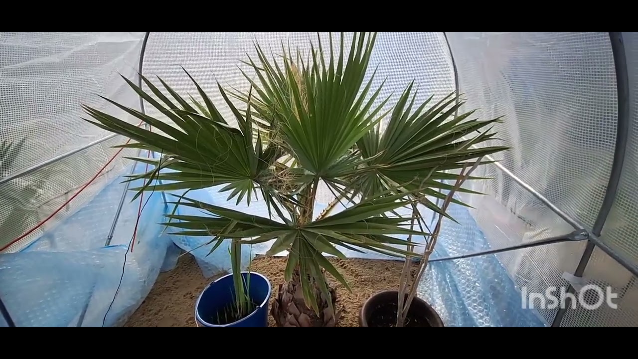 Odcinek 54# Wszystkie rośliny wyleciały z namiotu. Przycinanie yuki rostraty. Sprzątanie na pustyni