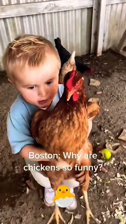 Anak laki-laki kecil dengan ayam karena #anaklaki-laki #ayam #lucu #anaklaki-laki