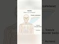 brutal #capcut #clavicular #moggedmogged #edit #fypシ゚ #viral
