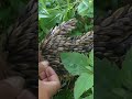 قطع أي شيء لا يصدق على الساق