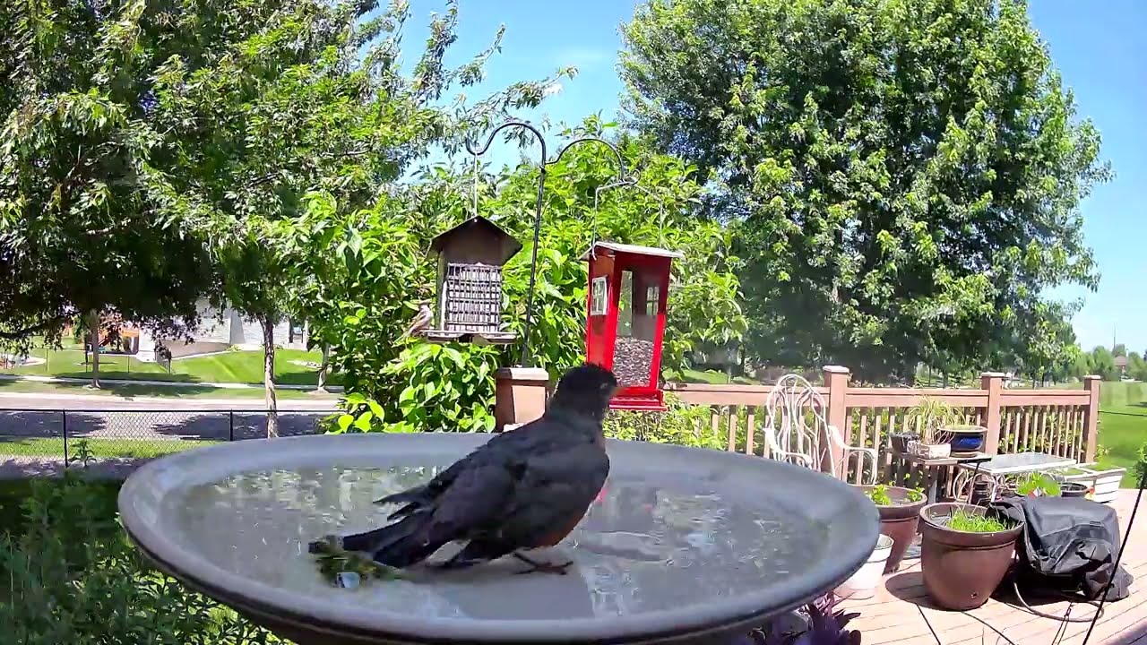 June 2025 robin's bath time