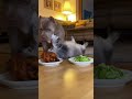 🤬🐱 Cat LOSES IT Over Vegetables #funny #funnycat #pets