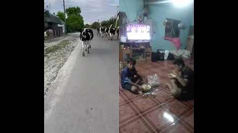 i wanted to plant on the horns адмифш #cow #animals #bull #farming #nature #withme #cows #farm #bug