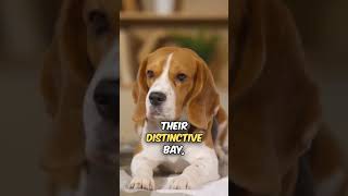 5 facts about beagles #cats #dogs #houseanimal #parrot #compilation#beagles#