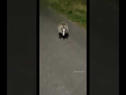 Drunk Polish Guy Meets a Skunk in the Dark! 🍺🦨😂
