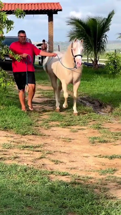 cavalo quarto de milha vaquejada #trend #cavalo #playvaquejada #vaquejada #quartodemilha #cavalos