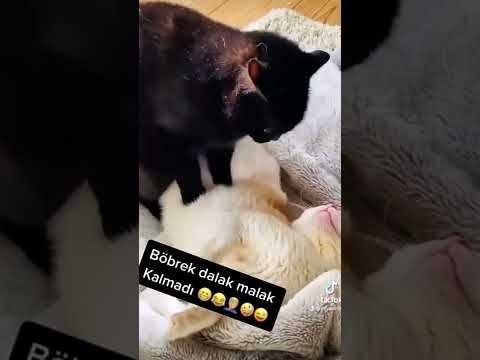 Hakan Yavaş Ciğerimi Söktün Komik Videolar 😁🤣 #devamke #komikvideolar #catsoftiktok #cats