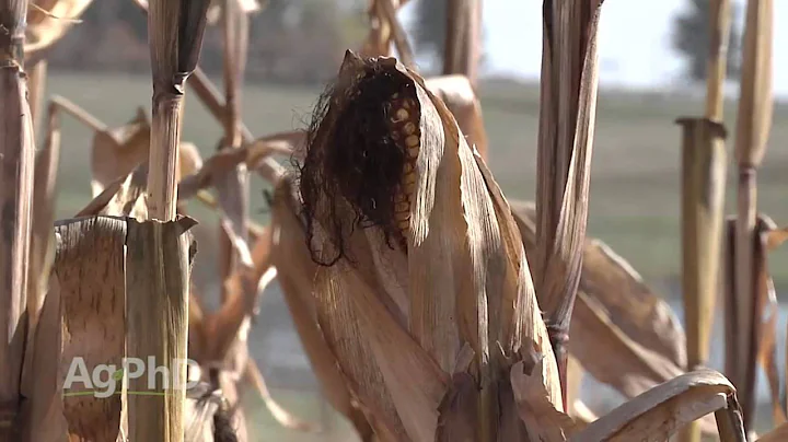 Farm Basics #916 - Corn Left Standing (Air Date 10/25/15)