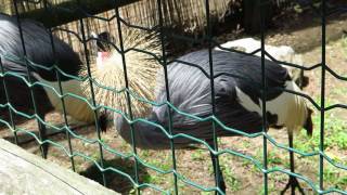 What Does the East African Crowned Crane Say?