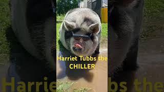 Staying cool in EXTREME HEAT! #Jackieblue #ozarks #farming