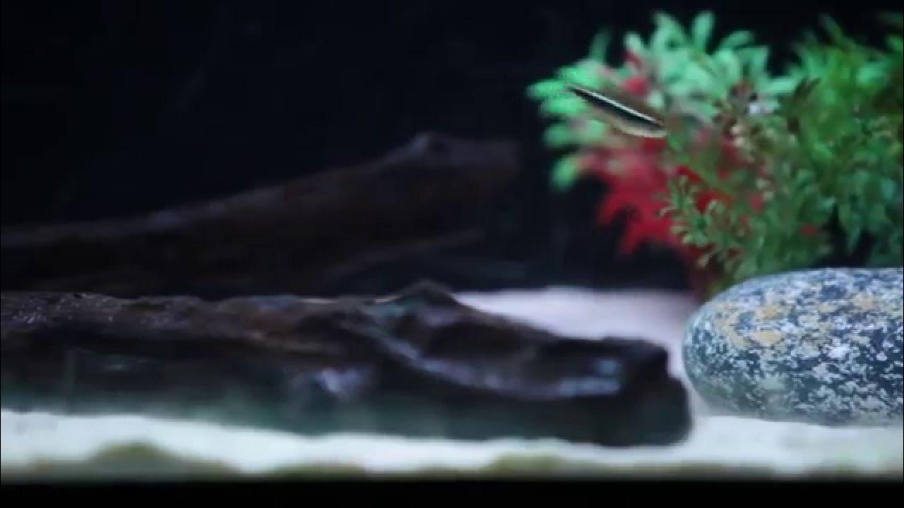 What fish can be kept with goldfish Types of coldwater Fish Goldfish