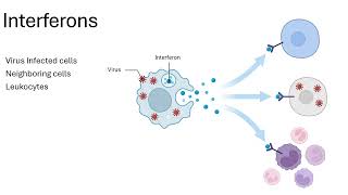 Innate Immunity Antimicrobial Proteins