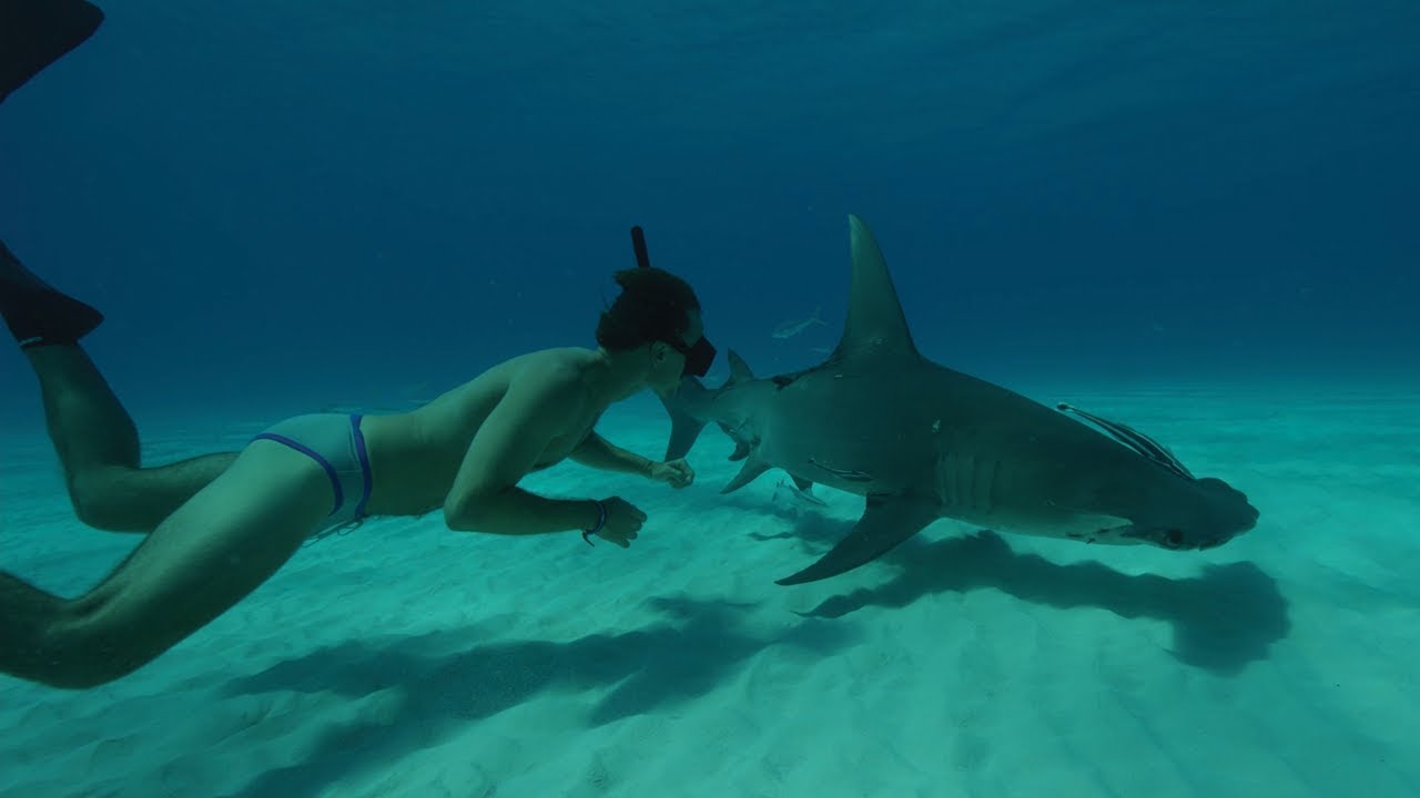 Sharkwater: Extinction | Trailer