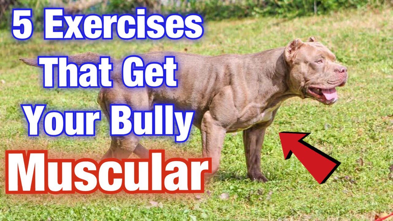 How to Train a Pit Bull