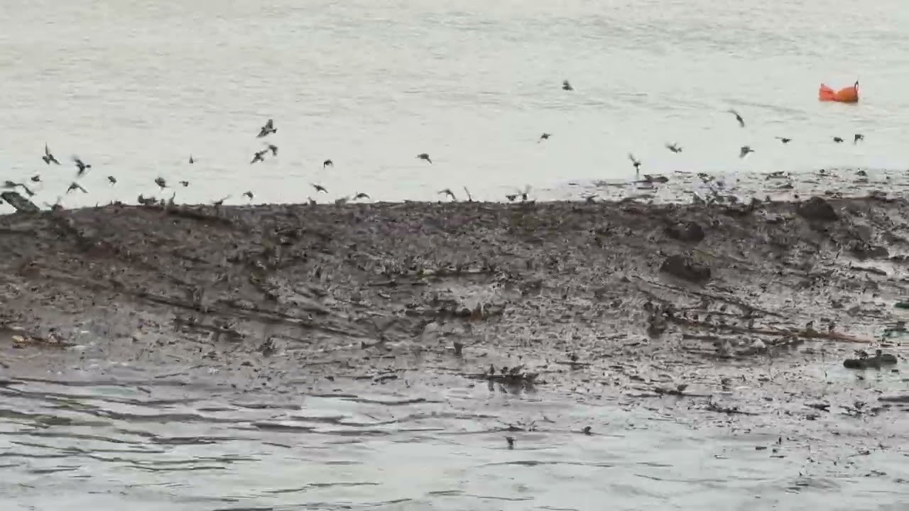 Синички серфингисты 