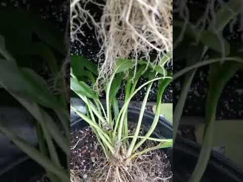 Video: Growing Bat Flowers From Seed - Kawm Txog Bat Paj Seed Germination