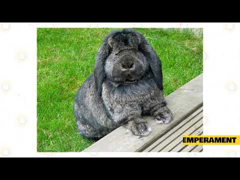 Video: Hulstlander Rabbit