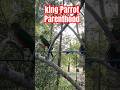 King Parrot Parenthood #birds #parrots #twitters #Australia-fauna